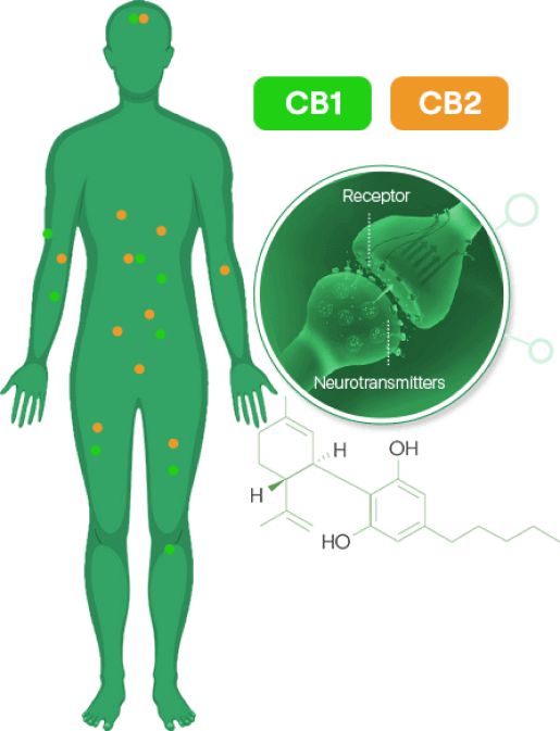 hemp science